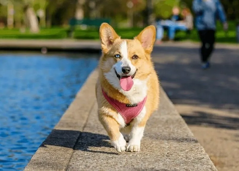 Khi mơ thấy chó bạn hãy chọn con số 10 vì nó tượng trưng cho sự hoàn thiện và viên mãn