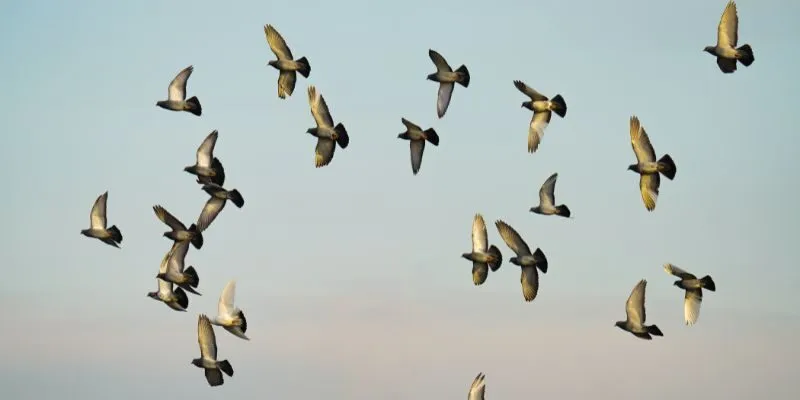 Thấy một đàn chim trên bầu trời mang đến nhiều ý nghĩa khác nhau